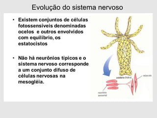 Evolução do sistema nervoso
 