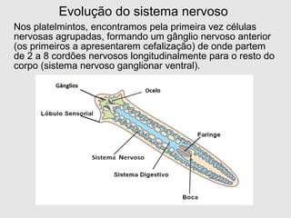 Nos platelmintos, encontramos pela primeira vez células
nervosas agrupadas, formando um gânglio nervoso anterior
(os primeiros a apresentarem cefalização) de onde partem
de 2 a 8 cordões nervosos longitudinalmente para o resto do
corpo (sistema nervoso ganglionar ventral).
Evolução do sistema nervoso
 