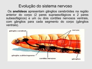 Os anelídeos apresentam gânglios cerebróides na região
anterior do corpo (2 pares supraesofágicos e 2 pares
subesofágicos) e um ou dois cordões nervosos ventrais,
com gânglios para cada segmento do corpo (gânglios
ventrais).
Evolução do sistema nervoso
 
