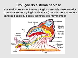 Nos moluscos encontramos gânglios cerebrais desenvolvidos,
comunicados com gânglios viscerais (controle das vísceras) e
gânglios pedais ou pediais (controle dos movimentos).
Evolução do sistema nervoso
 