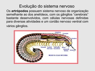 Os artrópodos possuem sistema nervoso de organização
semelhante ao dos anelídeos, com os gânglios “cerebrais”
bastante desenvolvidos, com células nervosas definidas
para diversas atividades e um cordão nervoso ventral com
vários gânglios.
Evolução do sistema nervoso
 