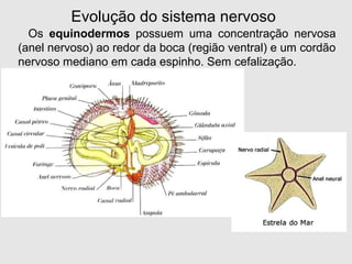 Os equinodermos possuem uma concentração nervosa
(anel nervoso) ao redor da boca (região ventral) e um cordão
nervoso mediano em cada espinho. Sem cefalização.
Evolução do sistema nervoso
 