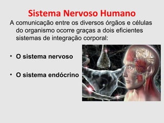 Sistema Nervoso Humano
A comunicação entre os diversos órgãos e células
do organismo ocorre graças a dois eficientes
sistemas de integração corporal:
• O sistema nervoso
• O sistema endócrino
 