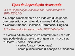  O corpo simplesmente se divide em duas partes,
que passarão a constituir dois novos indivíduos.
 Ocorre: Amebas, Bactérias, Paramécio, Euglena.
Tipos de Reprodução Assexuada
A.1 = Reprodução Assexuada: Cissiparidade =
BIPARTIÇÃO
A.2 = Reprodução Assexuada: BROTAMENTO
 A célula adulta desenvolve naturalmente um broto,
que pode destacar-se e dar origem a um novo ser.
 Ocorre: - seres unicelulares
- certos fungos (Leveduras)
- seres pluricelulares (Esponjas e Cnidarios)
 