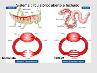 Sistema circulatório: aberto e fechado
hemolinfa sangue
 