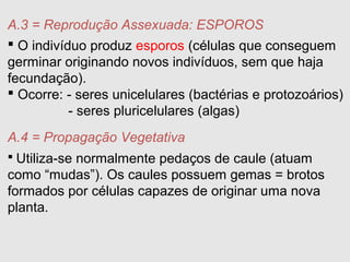  O indivíduo produz esporos (células que conseguem
germinar originando novos indivíduos, sem que haja
fecundação).
 Ocorre: - seres unicelulares (bactérias e protozoários)
- seres pluricelulares (algas)
A.3 = Reprodução Assexuada: ESPOROS
A.4 = Propagação Vegetativa
 Utiliza-se normalmente pedaços de caule (atuam
como “mudas”). Os caules possuem gemas = brotos
formados por células capazes de originar uma nova
planta.
 
