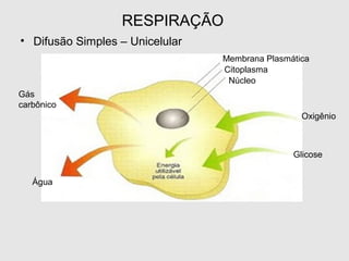 RESPIRAÇÃO
• Difusão Simples – Unicelular
Gás
carbônico
Água
Glicose
Oxigênio
Membrana Plasmática
Citoplasma
Núcleo
 