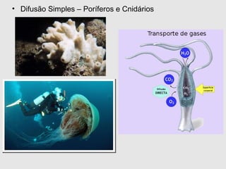 • Difusão Simples – Poríferos e Cnidários
 
