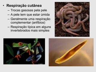 • Respiração cutânea
– Trocas gasosas pela pele
– A pele tem que estar úmida
– Geralmente uma respiração
complementar (anfíbios)
– Respiração típica em alguns
invertebrados mais simples
 