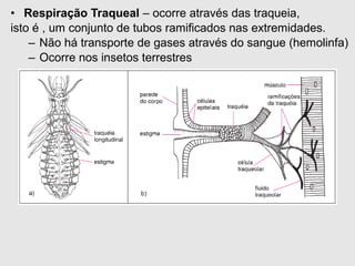 • Respiração Traqueal – ocorre através das traqueia,
isto é , um conjunto de tubos ramificados nas extremidades.
– Não há transporte de gases através do sangue (hemolinfa)
– Ocorre nos insetos terrestres
 