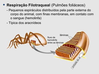 lâminas
fluxo de
hemolinfa
entre as lâminas
entradadoar
 Respiração Filotraqueal (Pulmões foliáceos)
- Pequenos espiráculos distribuídos pela parte externa do
corpo do animal, com finas membranas, em contato com
o sangue (hemolinfa)
- Típica dos aracnídeos
 