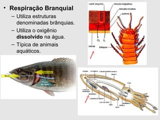 • Respiração Branquial
– Utiliza estruturas
denominadas brânquias.
– Utiliza o oxigênio
dissolvido na água.
– Típica de animais
aquáticos.
 