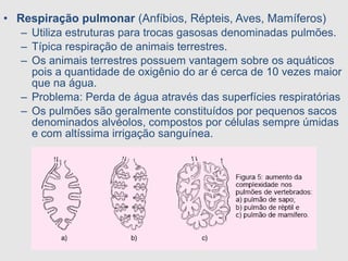 • Respiração pulmonar (Anfíbios, Répteis, Aves, Mamíferos)
– Utiliza estruturas para trocas gasosas denominadas pulmões.
– Típica respiração de animais terrestres.
– Os animais terrestres possuem vantagem sobre os aquáticos
pois a quantidade de oxigênio do ar é cerca de 10 vezes maior
que na água.
– Problema: Perda de água através das superfícies respiratórias
– Os pulmões são geralmente constituídos por pequenos sacos
denominados alvéolos, compostos por células sempre úmidas
e com altíssima irrigação sanguínea.
 
