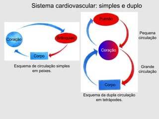 Coração
Corpo
Pulmão
Esquema da dupla circulação
em tetrápodes.
Pequena
circulação
Grande
circulação
Coração
Corpo
Brânquias
Esquema de circulação simples
em peixes.
Sistema cardiovascular: simples e duplo
 