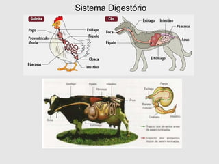 Sistema Digestório
 