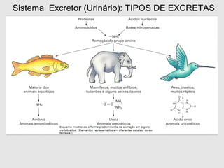 Sistema Excretor (Urinário): TIPOS DE EXCRETAS
 