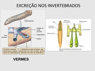 EXCREÇÃO NOS INVERTEBRADOS
VERMES
 