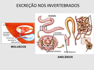 EXCREÇÃO NOS INVERTEBRADOS
MOLUSCOS
ANELÍDEOS
 