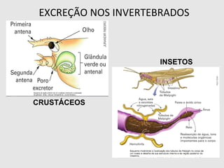 EXCREÇÃO NOS INVERTEBRADOS
CRUSTÁCEOS
INSETOS
 