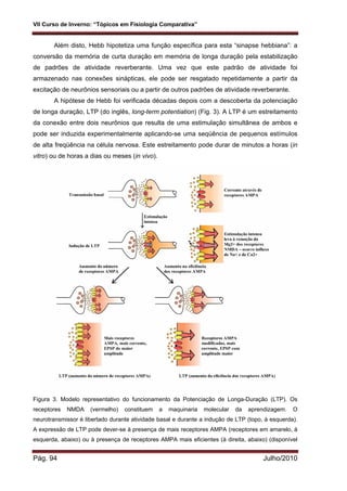 VII Curso de Inverno: “Tópicos em Fisiologia Comparativa”
Pág. 94 Julho/2010
Além disto, Hebb hipotetiza uma função específica para esta “sinapse hebbiana”: a
conversão da memória de curta duração em memória de longa duração pela estabilização
de padrões de atividade reverberante. Uma vez que este padrão de atividade foi
armazenado nas conexões sinápticas, ele pode ser resgatado repetidamente a partir da
excitação de neurônios sensoriais ou a partir de outros padrões de atividade reverberante.
A hipótese de Hebb foi verificada décadas depois com a descoberta da potenciação
de longa duração, LTP (do inglês, long-term potentiation) (Fig. 3). A LTP é um estreitamento
da conexão entre dois neurônios que resulta de uma estimulação simultânea de ambos e
pode ser induzida experimentalmente aplicando-se uma seqüência de pequenos estímulos
de alta freqüência na célula nervosa. Este estreitamento pode durar de minutos a horas (in
vitro) ou de horas a dias ou meses (in vivo).
Figura 3. Modelo representativo do funcionamento da Potenciação de Longa-Duração (LTP). Os
receptores NMDA (vermelho) constituem a maquinaria molecular da aprendizagem. O
neurotransmissor é libertado durante atividade basal e durante a indução de LTP (topo, à esquerda).
A expressão de LTP pode dever-se à presença de mais receptores AMPA (receptores em amarelo, à
esquerda, abaixo) ou à presença de receptores AMPA mais eficientes (à direita, abaixo) (disponível
 