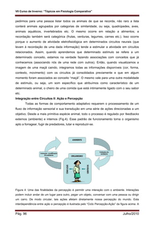 VII Curso de Inverno: “Tópicos em Fisiologia Comparativa”
Pág. 96 Julho/2010
pedirmos para uma pessoa listar todos os animais de que se recorda, não raro a lista
conterá animais agrupados por categorias de similaridade, ou seja, quadrúpedes, aves,
animais aquáticos, invertebrados etc. O mesmo ocorre em relação a alimentos; a
recordação também será categórica (frutas, verduras, legumes, carnes etc.). Isso ocorre
porque o aumento de atividade eletrofisiológica em determinados circuitos neurais (que
levam à recordação de uma dada informação) tende a estimular a atividade em circuitos
relacionados. Assim, quando aprendemos que determinado estímulo se refere a um
determinado conceito, estamos na verdade fazendo associações com conceitos que já
conhecemos (associando nós de uma rede com outros). Então, quando visualizamos a
imagem de uma maçã caindo, integramos todas as informações disponíveis (cor, forma,
contexto, movimento) com os circuitos já consolidados previamente e que em algum
momento foram associados ao conceito “maçã”. O mesmo vale para uma outra modalidade
de estímulo, ou seja, um som específico que atribuímos como característico de um
determinado animal, o cheiro de uma comida que está intimamente ligado com o seu sabor
etc.
Integração entre Circuitos II: Ação e Percepção
Todas as formas de comportamento adaptativo requerem o processamento de um
fluxo de informação sensorial e sua transdução em uma série de ações direcionadas a um
objetivo. Desde a mais primitiva espécie animal, todo o processo é regulado por feedbacks
externos (ambiente) e internos (Fig.4). Esse padrão de funcionamento torna o organismo
apto a forragear, fugir de predadores, lutar e reproduzir-se.
Figura 4. Uma das finalidades da percepção é permitir uma interação com o ambiente. Interações
podem incluir andar de um lugar para outro, pegar um objeto, conversar com uma pessoa ou dirigir
um carro. De modo circular, tais ações afetam diretamente nossa percepção do mundo. Esta
interdependência entre ação e percepção é ilustrada pelo “Ciclo Percepção-Ação” da figura acima. A
 