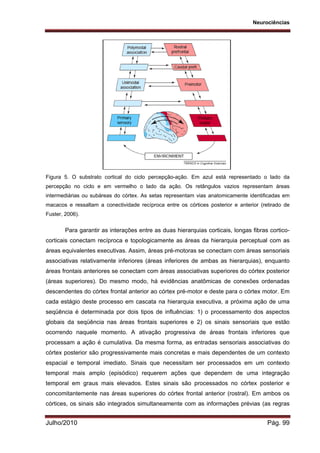 Neurociências
Julho/2010 Pág. 99
Figura 5. O substrato cortical do ciclo percepção-ação. Em azul está representado o lado da
percepção no ciclo e em vermelho o lado da ação. Os retângulos vazios representam áreas
intermediárias ou subáreas do córtex. As setas representam vias anatomicamente identificadas em
macacos e ressaltam a conectividade recíproca entre os córtices posterior e anterior (retirado de
Fuster, 2006).
Para garantir as interações entre as duas hierarquias corticais, longas fibras cortico-
corticais conectam recíproca e topologicamente as áreas da hierarquia perceptual com as
áreas equivalentes executivas. Assim, áreas pré-motoras se conectam com áreas sensoriais
associativas relativamente inferiores (áreas inferiores de ambas as hierarquias), enquanto
áreas frontais anteriores se conectam com áreas associativas superiores do córtex posterior
(áreas superiores). Do mesmo modo, há evidências anatômicas de conexões ordenadas
descendentes do córtex frontal anterior ao córtex pré-motor e deste para o córtex motor. Em
cada estágio deste processo em cascata na hierarquia executiva, a próxima ação de uma
seqüência é determinada por dois tipos de influências: 1) o processamento dos aspectos
globais da seqüência nas áreas frontais superiores e 2) os sinais sensoriais que estão
ocorrendo naquele momento. A ativação progressiva de áreas frontais inferiores que
processam a ação é cumulativa. Da mesma forma, as entradas sensoriais associativas do
córtex posterior são progressivamente mais concretas e mais dependentes de um contexto
espacial e temporal imediato. Sinais que necessitam ser processados em um contexto
temporal mais amplo (episódico) requerem ações que dependem de uma integração
temporal em graus mais elevados. Estes sinais são processados no córtex posterior e
concomitantemente nas áreas superiores do córtex frontal anterior (rostral). Em ambos os
córtices, os sinais são integrados simultaneamente com as informações prévias (as regras
 