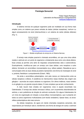 Neurociências
Julho/2010 Pág. 103
Fisiologia Sensorial
Felipe Viegas Rodrigues
Laboratório de Neurociência e Comportamento
rodrigues.fv@gmail.com
Introdução
O sistema nervoso de qualquer organismo pode ser modelado em sua forma mais
simples como um sistema que possui entrada de dados (células receptoras), nenhum ou
algum processamento do sinal (interneurônios) e um sistema de saída (células efetoras)
(Fig. 1).
Figura 1 – Modelo simplificado do arranjo de um Sistema Nervoso.
O arranjo mais simples possível é chamado arcorreflexo, em que uma única célula
recebe o estímulo em um ponto do organismo e diretamente atua como uma célula efetora.
Esse arranjo já permite uma série de respostas comportamentais úteis à sobrevivência.
Eventualmente, modificou-se para um arranjo com duas células: uma receptora e outra
efetora, formando um arcorreflexo monossináptico (e.g. reflexo patelar). Ressalta-se que a
comunicação entre as duas células já poderia representar uma forma de modulação do sinal
e, portanto, flexibilizar o comportamento (Eckert, 1983).
Há ainda o arcorreflexo polissináptico, com pelo menos um interneurônio entre as
células receptora e efetora. A existência do interneurônio nessa interface deu origem aos
gânglios – acúmulos de corpos celulares no organismo. Em última instância, nosso cérebro
é um gânglio (ou um grande conjunto deles). O mais complexo que se tem conhecimento.
A rede neural mais simples em organismos vivos é aquela encontrada nos
Celenterados. O arranjo das células nervosas é difuso, com cruzamentos desordenados de
axônios, e sem preferência de direção do estímulo conduzido. Em alguns Celenterados há
um início de organização em direção a arcos-reflexo monossinápticos, que é presente em
todos os outros organismos multicelulares (com tecido verdadeiro). Apesar disso, os arcos-
reflexo polissinápticos são mais comuns.
As células receptoras, de agora em diante chamadas receptores sensoriais, são
responsáveis por transduzir (isto é, transformar uma forma de energia em outra) o estímulo
 