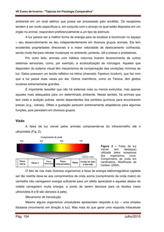 VII Curso de Inverno: “Tópicos em Fisiologia Comparativa”
Pág. 104 Julho/2010
ambiental em um sinal elétrico que possa ser processado pelo encéfalo. Os receptores
tendem a ser muito específicos e, em conjunto com o arranjo no qual estão dispostos em um
órgão no animal, respondem preferencialmente a um tipo de estímulo.
A luz parece ser a melhor forma de energia para se localizar e locomover no espaço
– seu desenvolvimento se deu independentemente em diversos grupos animais. Ela tem
excelentes propriedades direcionais e a maior velocidade de deslocamento conhecida,
sendo muito fiel para retratar mudanças no ambiente; portanto, útil a presas e predadores.
Por outro lado, animais com hábitos noturnos tiveram favorecimento de outros
sistemas sensoriais, como, por exemplo, a ecolocalização de morcegos. Aqueles que
dependem do sistema visual têm mecanismos de compensação das condições mínimas de
luz. Gatos possuem um tecido refletivo na retina (chamado Tapetum lucidum), que faz com
que a luz passe duas vezes por ela. Outros mamíferos, como os Tarsius, têm globos
oculares extremamente grandes.
É importante ressaltar que não há sistemas mais ou menos evoluídos, mas apenas
aqueles mais adequados para um determinado ambiente. Nesse sentido, há animais que
tem visão e audição pobres, sendo dependentes dos sentidos químicos para encontrarem
presas (e.g.: cobras). Olfato e gustação parecem extremamente adaptativos para algumas
funções, pois persistem em diversos grupos.
Visão
A faixa de luz visível pelos animais compreende-se do infravermelho até o
ultravioleta (Fig. 2).
O fato de nos mais diversos organismos a faixa de energia eletromagnética captada
ser tão restrita deve-se aos comprimentos de onda acima (comprimento de onda maior) do
vermelho não carregarem energia suficiente para um efeito apreciável e aqueles abaixo do
violeta carregarem muita energia, a ponto de serem danosos para os tecidos (raios
ultravioleta A e B são danosos à pele).
Mecanismo de transdução
Mesmo alguns organismos unicelulares apresentam resposta à luz – uma simples
fototaxia (movimento em direção à luz). Mas mais do que gerar uma resposta intracelular
Figura 2 – Faixa de luz
visível (em destaque)
utilizada pelos receptores
dos organismos vivos.
Comprimento de onda em
nanômetros. Modificado de
Carlson (2004).
 