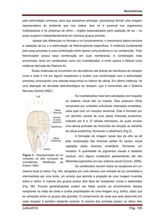 Neurociências
Julho/2010 Pág. 105
pela estimulação luminosa, para que possamos enxergar, precisamos formar uma imagem
representativa do ambiente que nos rodeia. Isso só é possível nos organismos
multicelulares e na presença de olhos – órgãos especializados para captação de luz – os
quais surgiram independentemente em diversos grupos animais.
Apesar das diferenças no formato e no funcionamento, o mecanismo básico envolve
a captação da luz e a estimulação de fotorreceptores específicos. A molécula fundamental
para esse processo é uma combinação entre opsina (uma proteína) e um carotenóide. Todo
fotorreceptor possui essa combinação em suas membranas. A combinação mais
encontrada, tanto em vertebrados como em invertebrados, é entre opsina e Retinal (uma
molécula derivada da Vitamina A).
Essas moléculas se encontram em abundância nas dobras de membrana do receptor
(uma a cada 5 nm em alguns receptores) e mudam sua conformação com a estimulação
luminosa, provocando uma cascata bioquímica no interior da célula. Em última instância, há
uma alteração da atividade eletrofisiológica do receptor, que é transmitida até o Sistema
Nervoso Central (SNC).
Os invertebrados mais bem estudados com respeito
ao sistema visual são os insetos. Eles possuem olhos
compostos por unidades individuais chamadas omatídeos,
cada qual com um receptor sensorial. Este é formado por
um dendrito central de uma célula chamada excêntrica,
rodeado por 6 a 12 células retinulares, as quais enviam
uma densa profusão de microvilos em direção ao dendrito
da célula excêntrica, formando o rabdômero (Fig.3).
A formação de imagem nesse tipo de olho se dá
pela composição das diversas partes do campo visual
captadas pelos diversos omatídeos, formando um
mosaico. A quantidade de pigmentos visuais é bastante
variável, com alguns crustáceos apresentando até oito
diferentes pigmentos em seu sistema visual (Cronin, 2006).
Os vertebrados reúnem todos os receptores em um
mesmo local (a retina, Fig. 4A), abrigados por uma câmara com entrada de luz controlada e
intermediada por uma lente, um arranjo que permite a projeção de uma imagem invertida
sobre a retina. A maioria dos grupos possui dois tipos de receptores: cones e bastonetes
(Fig. 4B). Poucas generalizações podem ser feitas quanto ao envolvimento desses
receptores na visão de cores e outras propriedades de uma imagem (e.g. brilho), dado que
as variações entre os grupos são grandes. O comprimento de onda que será absorvido em
cada receptor é também bastante variável. A maioria dos primatas possui na retina dois
Figura 3 – Representação de um
omatídeo do olho composto de
invertebrado. Modificado de
Eckert (1983).
 