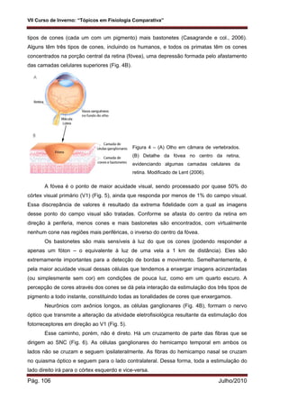 VII Curso de Inverno: “Tópicos em Fisiologia Comparativa”
Pág. 106 Julho/2010
tipos de cones (cada um com um pigmento) mais bastonetes (Casagrande e col., 2006).
Alguns têm três tipos de cones, incluindo os humanos, e todos os primatas têm os cones
concentrados na porção central da retina (fóvea), uma depressão formada pelo afastamento
das camadas celulares superiores (Fig. 4B).
A fóvea é o ponto de maior acuidade visual, sendo processado por quase 50% do
córtex visual primário (V1) (Fig. 5), ainda que responda por menos de 1% do campo visual.
Essa discrepância de valores é resultado da extrema fidelidade com a qual as imagens
desse ponto do campo visual são tratadas. Conforme se afasta do centro da retina em
direção à periferia, menos cones e mais bastonetes são encontrados, com virtualmente
nenhum cone nas regiões mais periféricas, o inverso do centro da fóvea.
Os bastonetes são mais sensíveis à luz do que os cones (podendo responder a
apenas um fóton – o equivalente à luz de uma vela a 1 km de distância). Eles são
extremamente importantes para a detecção de bordas e movimento. Semelhantemente, é
pela maior acuidade visual dessas células que tendemos a enxergar imagens acinzentadas
(ou simplesmente sem cor) em condições de pouca luz, como em um quarto escuro. A
percepção de cores através dos cones se dá pela interação da estimulação dos três tipos de
pigmento a todo instante, constituindo todas as tonalidades de cores que enxergamos.
Neurônios com axônios longos, as células ganglionares (Fig. 4B), formam o nervo
óptico que transmite a alteração da atividade eletrofisiológica resultante da estimulação dos
fotorreceptores em direção ao V1 (Fig. 5).
Esse caminho, porém, não é direto. Há um cruzamento de parte das fibras que se
dirigem ao SNC (Fig. 6). As células ganglionares do hemicampo temporal em ambos os
lados não se cruzam e seguem ipsilateralmente. As fibras do hemicampo nasal se cruzam
no quiasma óptico e seguem para o lado contralateral. Dessa forma, toda a estimulação do
lado direito irá para o córtex esquerdo e vice-versa.
Figura 4 – (A) Olho em câmara de vertebrados.
(B) Detalhe da fóvea no centro da retina,
evidenciando algumas camadas celulares da
retina. Modificado de Lent (2006).
 