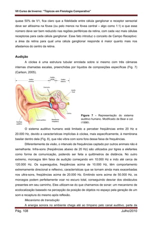 VII Curso de Inverno: “Tópicos em Fisiologia Comparativa”
Pág. 108 Julho/2010
quase 50% de V1, fica claro que a fidelidade entre célula ganglionar e receptor sensorial
deve ser altíssima na fóvea (ou pelo menos na fóvea central – algo como 1:1) e que esse
número deve ser bem reduzido nas regiões periféricas da retina, com cada vez mais células
receptoras para cada célula ganglionar. Esse fato introduz o conceito de Campo Receptivo:
a área da retina para qual uma célula ganglionar responde é maior quanto mais nos
afastamos do centro da retina.
Audição
A cóclea é uma estrutura tubular enrolada sobre si mesmo com três câmaras
internas chamadas escalas, preenchidas por líquidos de composições específicas (Fig. 7)
(Carlson, 2005).
O sistema auditivo humano está limitado a perceber freqüências entre 20 Hz e
20.000 Hz, devido a características implícitas à cóclea, mais especificamente, à membrana
basilar dentro dela (Fig. 8), que não vibra com sons fora dessa faixa de frequências.
Diferentemente da visão, o intervalo de frequências captado por outros animais não é
semelhante. Infra-sons (freqüências abaixo de 20 Hz) são utilizados por tigres e elefantes
como forma de comunicação, podendo ser feita a quilômetros de distância. No outro
extremo, morcegos têm faixa de audição começando em 10.000 Hz e indo até cerca de
120.000 Hz. Os superagudos, freqüências acima de 10.000 Hz, têm comportamento
extremamente direcional e reflexivo, características que se tornam ainda mais exacerbadas
nos ultra-sons, freqüências acima de 20.000 Hz. Emitindo sons acima de 50.000 Hz, os
morcegos podem perfeitamente voar no escuro total, conseguindo desviar dos obstáculos
presentes em seu caminho. Eles utilizam-se do que chamamos de sonar: um mecanismo de
ecolocalização baseado na percepção da posição de objetos no espaço pela geração de um
som e recaptura do mesmo após reflexão.
Mecanismo de transdução
A energia sonora no ambiente chega até ao tímpano pelo canal auditivo, parte da
Figura 7 - Representação do sistema
auditivo humano. Modificado de Bear e col.
(1996).
 