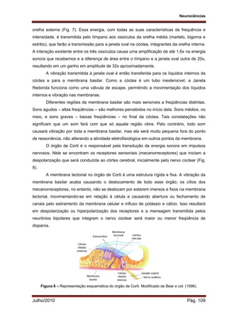 Neurociências
Julho/2010 Pág. 109
orelha externa (Fig. 7). Essa energia, com todas as suas características de frequência e
intensidade, é transmitida pelo tímpano aos ossículos da orelha média (martelo, bigorna e
estribo), que farão a transmissão para a janela oval na cóclea, integrantes da orelha interna.
A interação existente entre os três ossículos causa uma amplificação de até 1,6x na energia
sonora que recebemos e a diferença de área entre o tímpano e a janela oval outra de 20x,
resultando em um ganho em amplitude de 32x aproximadamente.
A vibração transmitida à janela oval é então transferida para os líquidos internos da
cóclea e para a membrana basilar. Como a cóclea é um tubo inextensível, a Janela
Redonda funciona como uma válvula de escape, permitindo a movimentação dos líquidos
internos e vibração nas membranas.
Diferentes regiões da membrana basilar são mais sensíveis a freqüências distintas.
Sons agudos – altas freqüências – são melhores percebidos no início dela. Sons médios, no
meio, e sons graves – baixas freqüências – no final da cóclea. Tais constatações não
significam que um som fará com que só aquela região vibre. Pelo contrário, todo som
causará vibração por toda a membrana basilar, mas ela será muito pequena fora do ponto
de ressonância, não alterando a atividade eletrofisiológica em outros pontos da membrana.
O órgão de Corti é o responsável pela transdução da energia sonora em impulsos
nervosos. Nele se encontram os receptores sensoriais (mecanorreceptores) que iniciam a
despolarização que será conduzida ao córtex cerebral, inicialmente pelo nervo coclear (Fig.
8).
A membrana tectorial no órgão de Corti é uma estrutura rígida e fixa. A vibração da
membrana basilar acaba causando o deslocamento de todo esse órgão; os cílios dos
mecanorreceptores, no entanto, não se deslocam por estarem imersos e fixos na membrana
tectorial, movimentando-se em relação à célula e causando abertura ou fechamento de
canais pelo estiramento da membrana celular e influxo de potássio e cálcio. Isso resultará
em despolarização ou hiperpolarização dos receptores e a mensagem transmitida pelos
neurônios bipolares que integram o nervo coclear será maior ou menor freqüência de
disparos.
Figura 8 – Representação esquemática do órgão de Corti. Modificado de Bear e col. (1996).
 