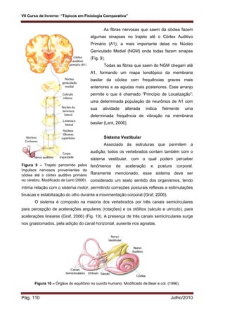 VII Curso de Inverno: “Tópicos em Fisiologia Comparativa”
Pág. 110 Julho/2010
As fibras nervosas que saem da cóclea fazem
algumas sinapses no trajeto até o Córtex Auditivo
Primário (A1), a mais importante delas no Núcleo
Geniculado Medial (NGM) onde todas fazem sinapse
(Fig. 9).
Todas as fibras que saem do NGM chegam até
A1, formando um mapa tonotópico da membrana
basilar da cóclea com frequências graves mais
anteriores e as agudas mais posteriores. Esse arranjo
permite o que é chamado “Princípio de Localização”:
uma determinada população de neurônios de A1 com
sua atividade alterada indica fielmente uma
determinada frequência de vibração na membrana
basilar (Lent, 2006).
Sistema Vestibular
Associado às estruturas que permitem a
audição, todos os vertebrados contam também com o
sistema vestibular, com o qual podem perceber
fenômenos de aceleração e postura corporal.
Raramente mencionado, esse sistema deve ser
considerado um sexto sentido dos organismos, tendo
íntima relação com o sistema motor, permitindo correções posturais reflexas a estimulações
bruscas e estabilização do olho durante a movimentação corporal (Graf, 2006).
O sistema é composto na maioria dos vertebrados por três canais semicirculares
para percepção de acelerações angulares (rotações) e os otólitos (sáculo e utrículo), para
acelerações lineares (Graf, 2006) (Fig. 10). A presença de três canais semicirculares surge
nos gnastomados, pela adição do canal horizontal, ausente nos agnatas.
Figura 10 – Órgãos do equilíbrio no ouvido humano. Modificado de Bear e col. (1996).
Figura 9 – Trajeto percorrido pelos
impulsos nervosos provenientes da
cóclea até o córtex auditivo primário
no cérebro. Modificado de Lent (2006).
 