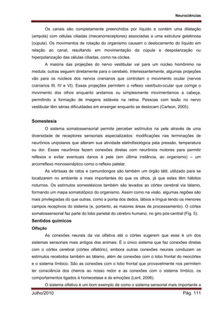 Neurociências
Julho/2010 Pág. 111
Os canais são completamente preenchidos por líquido e contém uma dilatação
(ampola) com células ciliadas (mecanorreceptores) associadas a uma estrutura gelatinosa
(cúpula). Os movimentos de rotação do organismo causam o deslocamento do líquido em
relação ao canal, resultando em movimentação da cúpula e despolarização ou
hiperpolarização das células ciliadas, como na cóclea.
A maioria das projeções do nervo vestibular vai para um núcleo homônimo na
medula; outras seguem diretamente para o cerebelo. Interessantemente, algumas projeções
vão para os núcleos dos nervos cranianos que controlam o movimento ocular (nervos
cranianos III, IV e VI). Essas projeções permitem o reflexo vestíbulo-ocular que corrige o
movimento dos olhos enquanto andamos ou simplesmente movimentamos a cabeça,
permitindo a formação de imagens estáveis na retina. Pessoas com lesão no nervo
vestibular têm sérias dificuldades em enxergar enquanto se deslocam (Carlson, 2005).
Somestesia
O sistema somatossensorial permite perceber estímulos na pele através de uma
diversidade de receptores sensoriais especializados: modificações nas terminações de
neurônios unipolares que alteram sua atividade eletrofisiológica pela pressão, temperatura
ou dor. Esses neurônios fazem conexões diretas com neurônios motores para permitir
reflexos e evitar eventuais danos à pele (em última instância, ao organismo) – um
arcorreflexo monossináptico como o reflexo patelar.
As vibrissas de ratos e camundongos são também um órgão tátil, utilizado para se
localizarem no ambiente e mais importantes do que os olhos, já que estes têm hábitos
noturnos. Os estímulos somestésicos também são levados ao córtex cerebral via tálamo,
formando um mapa somatotópico do organismo. Assim como na visão, algumas regiões são
mais privilegiadas do que outras, como a ponta dos dedos, lábios e língua tendo os menores
campos receptivos do sistema (e, portanto, as maiores áreas de processamento). O córtex
somatossensorial faz parte do lobo parietal do cérebro humano, no giro pós-central (Fig. 5).
Sentidos químicos
Olfação
As conexões neurais da via olfativa até o córtex sugerem que esse é um dos
sistemas sensoriais mais antigos dos animais. É o único sistema que faz conexões diretas
com o córtex cerebral (córtex olfatório), embora outras conexões neurais conduzam os
estímulos recebidos também ao tálamo, além de conexões com o lobo frontal do neocórtex
e o sistema límbico. São as conexões com o lobo frontal que provavelmente nos permitem
ter consciência dos cheiros ao nosso redor e as conexões com o sistema límbico, os
comportamentos ligados à homeostase e às emoções (Lent, 2006).
O sistema olfativo é um bom exemplo de como o sistema sensorial mais importante a
 