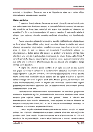 Neurociências
Julho/2010 Pág. 113
amígdala e hipotálamo. Sugere-se que a via hipotalâmica sirva para mediar efeitos
reforçadores de sabores doces e salgados.
Outros sentidos
O repertório de estimulações físicas que servem à orientação não se limita àquelas
que podemos perceber. Insetos conseguem se guiar pelo Sol mesmo quando há nuvens no
céu impedindo luz direta. Isso é possível pelo arranjo dos microvilos no rabdômero do
omatídeo (Fig. 3), formando um ângulo de 90° uns com os outros. A estimulação pela luz é
até seis vezes maior nos microvilos que estão paralelos à orientação do vetor de polarização
da luz.
Alguns peixes têm células eletrorreceptoras que são modificações de células ciliadas
da linha lateral. Essas células podem captar correntes elétricas produzidas por tecidos
ativos de outros peixes próximos (e.g., coração) mesmo que eles estejam enterrados sob a
areia do fundo do lago ou oceano, um mecanismo frequentemente utilizado por
elasmobrânquios. Outros peixes são capazes de produzir uma corrente elétrica fraca,
através de uma série de despolarizações sincronizadas das células de seu órgão elétrico. A
corrente gerada flui da parte posterior para a anterior do peixe e qualquer material próximo
que tenha uma condutividade diferente daquela da água causará uma alteração no campo
elétrico, sendo detectado.
A própria linha lateral de peixes e anfíbios é um órgão sensorial. Ela está ausente
nos grupos superiores de vertebrados e é extremamente adaptativa ao ambiente em que
esses organismos vivem. Por outro lado, o mecanismo receptor presente ao longo da linha
lateral é uma célula ciliada como aquela descrita para os órgãos de audição e equilíbrio,
sendo homólogo entre todos os grupos (Graf, 2006). Mais do que isso, as interrelações com
outros mecanorreceptores podem ser traçadas até o nemátoda Caenorhabiditis elegans,
passando pelas drosófilas e apontando para um desenvolvimento evolutivamente precoce
desses receptores (Graf, 2006).
Termorreceptores são extremamente importantes tanto em mamíferos, que precisam
manter sua temperatura regulada, quanto em outros animais que dependem desse tipo de
receptor para capturar presas. Cobras dos gêneros Crotalus e Sistrurus têm
termorreceptores com altíssima sensibilidade, sendo capazes de detectar aumentos de
temperatura tão pequenos quanto 0,002 °C, isto é, detectar um camundongo distante 40 cm
se ele estiver 10°C acima da temperatura ambiente.
O campo magnético terrestre também parece ser um estímulo utilizado por alguns
animais para orientação e deslocamentos de longa distância; entre eles: aves migratórias,
pombos-correio (uma variação do pombo-comum) e as tartarugas-marinhas. Há críticas à
existência da magnetorrecepção, mas os experimentos que a refutam parecem apenas
 