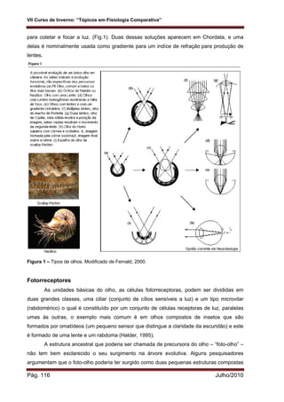 VII Curso de Inverno: “Tópicos em Fisiologia Comparativa”
Pág. 116 Julho/2010
para coletar e focar a luz. (Fig.1). Duas dessas soluções aparecem em Chordata, e uma
delas é nominalmente usada como gradiente para um indíce de refração para produção de
lentes.
Figura 1 – Tipos de olhos. Modificado de Fernald, 2000.
Fotorreceptores
As unidades básicas do olho, as células fotorreceptoras, podem ser divididas em
duas grandes classes, uma ciliar (conjunto de cílios sensíveis a luz) e um tipo microvilar
(rabdomérico) o qual é constituído por um conjunto de células receptoras de luz, paralelas
umas às outras, o exemplo mais comum é em olhos compostos de insetos que são
formados por omatídeos (um pequeno sensor que distingue a claridade da escuridão) e este
é formado de uma lente e um rabdoma (Halder, 1995).
A estrutura ancestral que poderia ser chamada de precursora do olho – “foto-olho” –
não tem bem esclarecido o seu surgimento na árvore evolutiva. Alguns pesquisadores
argumentam que o foto-olho poderia ter surgido como duas pequenas estruturas compostas
 