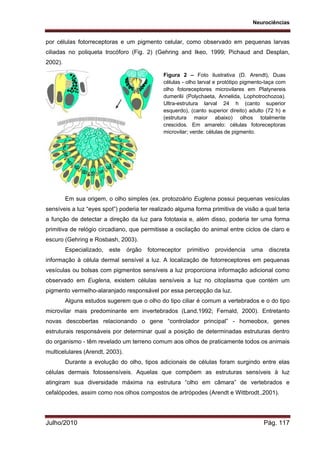 Neurociências
Julho/2010 Pág. 117
por células fotorreceptoras e um pigmento celular, como observado em pequenas larvas
ciliadas no poliqueta trocóforo (Fig. 2) (Gehring and Ikeo, 1999; Pichaud and Desplan,
2002).
Em sua origem, o olho simples (ex. protozoário Euglena possui pequenas vesículas
sensíveis a luz “eyes spot”) poderia ter realizado alguma forma primitiva de visão a qual teria
a função de detectar a direção da luz para fototaxia e, além disso, poderia ter uma forma
primitiva de relógio circadiano, que permitisse a oscilação do animal entre ciclos de claro e
escuro (Gehring e Rosbash, 2003).
Especializado, este órgão fotorreceptor primitivo providencia uma discreta
informação à célula dermal sensível a luz. A localização de fotorreceptores em pequenas
vesículas ou bolsas com pigmentos sensíveis a luz proporciona informação adicional como
observado em Euglena, existem células sensíveis a luz no citoplasma que contém um
pigmento vermelho-alaranjado responsável por essa percepção da luz.
Alguns estudos sugerem que o olho do tipo ciliar é comum a vertebrados e o do tipo
microvilar mais predominante em invertebrados (Land,1992; Fernald, 2000). Entretanto
novas descobertas relacionando o gene “controlador principal” - homeobox, genes
estruturais responsáveis por determinar qual a posição de determinadas estruturas dentro
do organismo - têm revelado um terreno comum aos olhos de praticamente todos os animais
multicelulares (Arendt, 2003).
Durante a evolução do olho, tipos adicionais de células foram surgindo entre elas
células dermais fotossensíveis. Aquelas que compõem as estruturas sensíveis à luz
atingiram sua diversidade máxima na estrutura “olho em câmara” de vertebrados e
cefalópodes, assim como nos olhos compostos de artrópodes (Arendt e Wittbrodt.,2001).
Figura 2 – Foto ilustrativa (D. Arendt), Duas
células - olho larval e protótipo pigmento-taça com
olho fotoreceptores microvilares em Platynereis
dumerilii (Polychaeta, Annelida, Lophotrochozoa).
Ultra-estrutura larval 24 h (canto superior
esquerdo), (canto superior direito) adulto (72 h) e
(estrutura maior abaixo) olhos totalmente
crescidos. Em amarelo: células fotoreceptoras
microvilar; verde: células de pigmento.
 