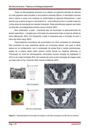 VII Curso de Inverno: “Tópicos em Fisiologia Comparativa”
Pág. 118 Julho/2010
Todos os fotorreceptores sensíveis à luz utilizam um pigmento derivado da vitamina
A e este pigmento está vinculado a uma proteína chamada Opsina. A informação luminosa
ativa a opsina e causa uma mudança na conformação do pigmento fotossensível, o qual
permite que a opsina se ligue a uma proteína G – uma molécula comum e versátil usado em
muitos sinais de transdução por cascata intracelular. Estas semelhanças sugerem que todos
os olhos têm um antepassado evolutivo comum (Arendt, 2001).
Nos vertebrados, a pax6 – importante fator de transcrição no desenvolvimento de
tecidos específicos – é exigida para a formação de praticamente todos os tipos de células da
retina (Marquardt, 2001). Em Drosophila a pax6 é necessária para a formação de todo o
disco dos olhos (Jang, 2003).
Fotorreceptores microvilares são encontrados nos olhos compostos de artrópodes.
Eles aumentam as suas superfícies apicais em numerosas dobras, nas quais a célula
parece ter um achatamento, com a composição de cerdas finas e cerdas membranosas,
apesar de a própria célula poder assumir muitas formas em espécies diferentes. A
Transdução do sinal em fotorreceptores microvilares envolve ativação de fosfolipase C
(PLC) e do inositol tri-fosfato (IP3). Um exemplo de como se dá a formação de imagem pode
ser observado na Fig. 3 (Arendt, 2003; Arendt e Wittbrodt, 2001).
Figura 3 – Representação da formação da imagem no (A) olho composto e no (B) olho em câmara.
olho composto
olho de vertebrados
 