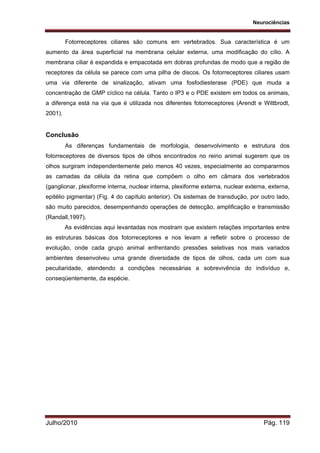 Neurociências
Julho/2010 Pág. 119
Fotorreceptores ciliares são comuns em vertebrados. Sua característica é um
aumento da área superficial na membrana celular externa, uma modificação do cílio. A
membrana ciliar é expandida e empacotada em dobras profundas de modo que a região de
receptores da célula se parece com uma pilha de discos. Os fotorreceptores ciliares usam
uma via diferente de sinalização, ativam uma fosfodiesterase (PDE) que muda a
concentração de GMP cíclico na célula. Tanto o IP3 e o PDE existem em todos os animais,
a diferença está na via que é utilizada nos diferentes fotorreceptores (Arendt e Wittbrodt,
2001).
Conclusão
As diferenças fundamentais de morfologia, desenvolvimento e estrutura dos
fotorreceptores de diversos tipos de olhos encontrados no reino animal sugerem que os
olhos surgiram independentemente pelo menos 40 vezes, especialmente ao compararmos
as camadas da célula da retina que compõem o olho em câmara dos vertebrados
(ganglionar, plexiforme interna, nuclear interna, plexiforme externa, nuclear externa, externa,
epitélio pigmentar) (Fig. 4 do capítulo anterior). Os sistemas de transdução, por outro lado,
são muito parecidos, desempenhando operações de detecção, amplificação e transmissão
(Randall,1997).
As evidências aqui levantadas nos mostram que existem relações importantes entre
as estruturas básicas dos fotorreceptores e nos levam a refletir sobre o processo de
evolução, onde cada grupo animal enfrentando pressões seletivas nos mais variados
ambientes desenvolveu uma grande diversidade de tipos de olhos, cada um com sua
peculiaridade, atendendo a condições necessárias a sobrevivência do indivíduo e,
conseqüentemente, da espécie.
 