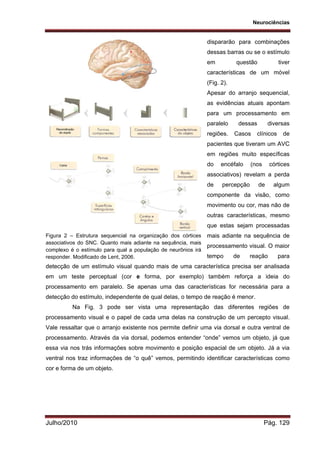 Neurociências
Julho/2010 Pág. 129
dispararão para combinações
dessas barras ou se o estímulo
em questão tiver
características de um móvel
(Fig. 2).
Apesar do arranjo sequencial,
as evidências atuais apontam
para um processamento em
paralelo dessas diversas
regiões. Casos clínicos de
pacientes que tiveram um AVC
em regiões muito específicas
do encéfalo (nos córtices
associativos) revelam a perda
de percepção de algum
componente da visão, como
movimento ou cor, mas não de
outras características, mesmo
que estas sejam processadas
mais adiante na sequência de
processamento visual. O maior
tempo de reação para
detecção de um estímulo visual quando mais de uma característica precisa ser analisada
em um teste perceptual (cor e forma, por exemplo) também reforça a ideia do
processamento em paralelo. Se apenas uma das características for necessária para a
detecção do estímulo, independente de qual delas, o tempo de reação é menor.
Na Fig. 3 pode ser vista uma representação das diferentes regiões de
processamento visual e o papel de cada uma delas na construção de um percepto visual.
Vale ressaltar que o arranjo existente nos permite definir uma via dorsal e outra ventral de
processamento. Através da via dorsal, podemos entender “onde” vemos um objeto, já que
essa via nos trás informações sobre movimento e posição espacial de um objeto. Já a via
ventral nos traz informações de “o quê” vemos, permitindo identificar características como
cor e forma de um objeto.
Figura 2 – Estrutura sequencial na organização dos córtices
associativos do SNC. Quanto mais adiante na sequência, mais
complexo é o estímulo para qual a população de neurônios irá
responder. Modificado de Lent, 2006.
 