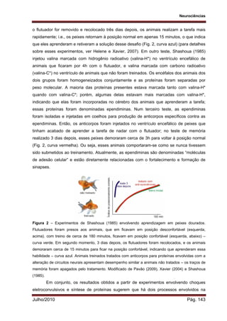Neurociências
Julho/2010 Pág. 143
o flutuador for removido e recolocado três dias depois, os animais realizam a tarefa mais
rapidamente; i.e., os peixes retornam à posição normal em apenas 15 minutos, o que indica
que eles aprenderam e retiveram a solução desse desafio (Fig. 2, curva azul) (para detalhes
sobre esses experimentos, ver Helene e Xavier, 2007). Em outro teste, Shashoua (1985)
injetou valina marcada com hidrogênio radioativo (valina-H*) no ventrículo encefálico de
animais que ficaram por 4h com o flutuador, e valina marcada com carbono radioativo
(valina-C*) no ventrículo de animais que não foram treinados. Os encéfalos dos animais dos
dois grupos foram homogeneizados conjuntamente e as proteínas foram separadas por
peso molecular. A maioria das proteínas presentes estava marcada tanto com valina-H*
quando com valina-C*; porém, algumas delas estavam mais marcadas com valina-H*,
indicando que elas foram incorporadas no cérebro dos animais que aprenderam a tarefa;
essas proteínas foram denominadas ependiminas. Num terceiro teste, as ependiminas
foram isoladas e injetadas em coelhos para produção de anticorpos específicos contra as
ependiminas. Então, os anticorpos foram injetados no ventrículo encefálico de peixes que
tinham acabado de aprender a tarefa de nadar com o flutuador; no teste de memória
realizado 3 dias depois, esses peixes demoraram cerca de 3h para voltar à posição normal
(Fig. 2, curva vermelha). Ou seja, esses animais comportaram-se como se nunca tivessem
sido submetidos ao treinamento. Atualmente, as ependiminas são denominadas “moléculas
de adesão celular” e estão diretamente relacionadas com o fortalecimento e formação de
sinapses.
Figura 2 – Experimentos de Shashoua (1985) envolvendo aprendizagem em peixes dourados.
Flutuadores foram presos aos animais, que em ficavam em posição desconfortável (esquerda,
acima). com treino de cerca de 180 minutos, ficavam em posição confortável (esquerda, abaixo) –
curva verde. Em segundo momento, 3 dias depois, os flutuadores foram recolocados, e os animais
demoraram cerca de 15 minutos para ficar na posição confortável, indicando que aprenderam essa
habilidade – curva azul. Animais treinados tratados com anticorpos para proteínas envolvidas com a
alteração de circuitos neurais apresentam desempenho similar a animais não tratados – os traços de
memória foram apagados pelo tratamento. Modificado de Pavão (2009), Xavier (2004) e Shashoua
(1985).
Em conjunto, os resultados obtidos a partir de experimentos envolvendo choques
eletroconvulsivos e síntese de proteínas sugerem que há dois processos envolvidos na
 