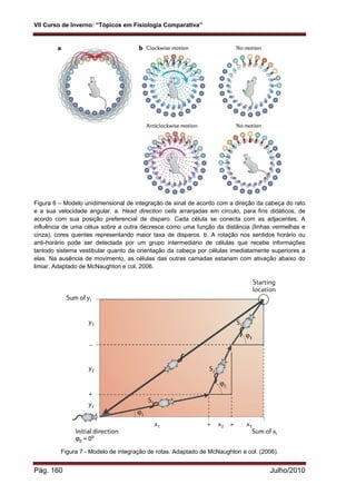 VII Curso de Inverno: “Tópicos em Fisiologia Comparativa”
Pág. 160 Julho/2010
Figura 6 – Modelo unidimensional de integração de sinal de acordo com a direção da cabeça do rato
e a sua velocidade angular. a. Head direction cells arranjadas em círculo, para fins didáticos, de
acordo com sua posição preferencial de disparo. Cada célula se conecta com as adjacentes. A
influência de uma célua sobre a outra decresce como uma função da distância (linhas vermelhas e
cinza), cores quentes representando maior taxa de disparos. b. A rotação nos sentidos horário ou
anti-horário pode ser detectada por um grupo intermediário de células que recebe informações
tantodo sistema vestibular quanto da orientação da cabeça por células imediatamente superiores a
elas. Na ausência de movimento, as células das outras camadas estariam com ativação abaixo do
limiar. Adaptado de McNaughton e col, 2006.
Figura 7 - Modelo de integração de rotas. Adaptado de McNaughton e col. (2006).
 