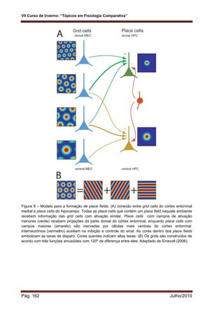 VII Curso de Inverno: “Tópicos em Fisiologia Comparativa”
Pág. 162 Julho/2010
Figura 8 – Modelo para a formação de place fields. (A) conexão entre grid cells do córtex entorrinal
medial e place cells do hipocampo. Todas as place cells que contém um place field naquele ambiente
recebem informação das grid cells com ativação similar. Place cells com campos de ativação
menores (verde) recebem projeções da parte dorsal do córtex entorrinal, enquanto place cells com
campos maiores (amarelo) são inervadas por células mais ventrais do cortex entorrinal.
Interneurônios (vermelho) auxiliam na inibição e controle do sinal. As cores dentro dos place fields
simbolizam as taxas de disparo. Cores quentes indicam altas taxas. (B) Os grids são construídos de
acordo com três funções sinusóides com 120º de diferença entre eles. Adaptado de Einevoll (2006).
 