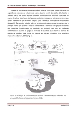VII Curso de Inverno: “Tópicos em Fisiologia Comparativa”
Pág. 214 Julho/2010
Apesar do esquema de catálise enzimática estar de forma geral correto, há falhas na
sugestão do processo da estrutura da enzima durante o ciclo da catálise (Hochachka e
Somero, 2002). Os quatro degraus existentes de ativação com a notável capacidade da
enzima de alterar altas taxas das ligações covalentes no esquema acima demonstram que
após o substrato se ligar a enzima (degrau 1) há a formação e ativação de um complexo
(degrau 2). Os recentes estudos sobre o funcionamento das enzimas concluíram que o
principal evento que governa o ciclo da catálise não é a alteração nas ligações covalentes
dos reagentes (transformação do substrato em produto), mas sim as mudanças
conformacionais durante a ligação e liberação do substrato que alteram a barreira da
energia de ativação para formar ou quebrar as ligações covalentes dos substratos
(Hochachka e Somero, 2002) (Fig. 5).
Figura 5 - Ilustração do funcionamento das enzimas e transformação dos substratos em
produtos (Modificado de Hochachka e Somero, 2002).
 