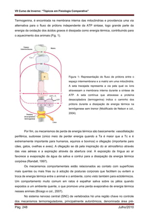 VII Curso de Inverno: “Tópicos em Fisiologia Comparativa”
Pág. 248 Julho/2010
Termogenina, é encontrada na membrana interna das mitocôndrias e providencia uma via
alternativa para o fluxo de prótons independente da ATP sintase, logo grande parte da
energia da oxidação dos ácidos graxos é dissipada como energia térmica, contribuindo para
o aquecimento dos animais (Fig. 1).
Por fim, os mecanismos de perda de energia térmica são basicamente: vasodilatação
periférica, sudorese (único meio de perder energia quando a Ta é maior que a Tc e é
extremamente importante para humanos, equinos e bovinos) e ofegação (importante para
cães, gatos, ovelhas e aves). A ofegação se dá pela inspiração do ar atmosférico através
das vias aéreas e a expiração através da abertura oral. A exposição da língua ao ar
favorece a evaporação da água da saliva e contrui para a dissipação da energia térmica
corpórea (Randall, 1997).
Os mecanismos comportamentais estão relacionados ao contato com superfícies
mais quentes ou mais frias ou à adoção de posturas corporais que facilitem ou evitem a
troca de energia térmica entre o animal e o ambiente, como visto também para ectotérmicos.
Um comportamento muito comum em ratos é espalhar saliva sobre os pêlos quando
expostos a um ambiente quente, o que promove uma perda evaporativa de energia térmica
nesses animais (Bícego e col., 2007).
No sistema nervoso central (SNC) de vertebrados há uma região chave no controle
dos mecanismos termorreguladores, principalmente autonômicos, denominada área pré-
Figura 1- Representação do fluxo de prótons entre o
espaço intermembrana e a matriz em uma mitocôndria.
A seta tracejada representa a via pela qual os íons
atravessam a membrana interna durante a síntese de
ATP. A seta contínua que atravessa a proteína
desacopladora (termogenina) indica o caminho dos
prótons durante a dissipação de energia térmica na
termôgenese sem tremor (Modificado de Nelson e col.,
2004).
 