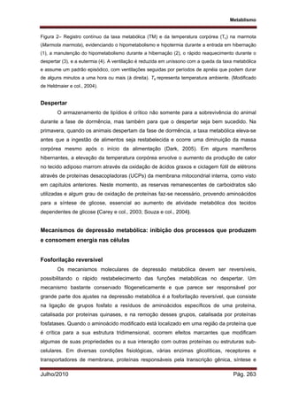 Metablismo
Julho/2010 Pág. 263
Figura 2– Registro contínuo da taxa metabólica (TM) e da temperatura corpórea (Tc) na marmota
(Marmota marmota), evidenciando o hipometabolismo e hipotermia durante a entrada em hibernação
(1), a manutenção do hipometabolismo durante a hibernação (2), o rápido reaquecimento durante o
despertar (3), e a eutermia (4). A ventilação é reduzida em uníssono com a queda da taxa metabólica
e assume um padrão episódico, com ventilações seguidas por períodos de apnéia que podem durar
de alguns minutos a uma hora ou mais (à direita). Ta representa temperatura ambiente. (Modificado
de Heldmaier e col., 2004).
Despertar
O armazenamento de lipídios é crítico não somente para a sobrevivência do animal
durante a fase de dormência, mas também para que o despertar seja bem sucedido. Na
primavera, quando os animais despertam da fase de dormência, a taxa metabólica eleva-se
antes que a ingestão de alimentos seja restabelecida e ocorre uma diminuição da massa
corpórea mesmo após o início da alimentação (Dark, 2005). Em alguns mamíferos
hibernantes, a elevação da temperatura corpórea envolve o aumento da produção de calor
no tecido adiposo marrom através da oxidação de ácidos graxos e ciclagem fútil de elétrons
através de proteínas desacopladoras (UCPs) da membrana mitocondrial interna, como visto
em capítulos anteriores. Neste momento, as reservas remanescentes de carboidratos são
utilizadas e algum grau de oxidação de proteínas faz-se necessário, provendo aminoácidos
para a síntese de glicose, essencial ao aumento de atividade metabólica dos tecidos
dependentes de glicose (Carey e col., 2003; Souza e col., 2004).
Mecanismos de depressão metabólica: inibição dos processos que produzem
e consomem energia nas células
Fosforilação reversível
Os mecanismos moleculares de depressão metabólica devem ser reversíveis,
possibilitando o rápido restabelecimento das funções metabólicas no despertar. Um
mecanismo bastante conservado filogeneticamente e que parece ser responsável por
grande parte dos ajustes na depressão metabólica é a fosforilação reversível, que consiste
na ligação de grupos fosfato a resíduos de aminoácidos específicos de uma proteína,
catalisada por proteínas quinases, e na remoção desses grupos, catalisada por proteínas
fosfatases. Quando o aminoácido modificado está localizado em uma região da proteína que
é crítica para a sua estrutura tridimensional, ocorrem efeitos marcantes que modificam
algumas de suas propriedades ou a sua interação com outras proteínas ou estruturas sub-
celulares. Em diversas condições fisiológicas, várias enzimas glicolíticas, receptores e
transportadores de membrana, proteínas responsáveis pela transcrição gênica, síntese e
 