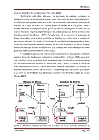 Metablismo
Julho/2010 Pág. 265
oxidação de lipídios deve ser priorizada (Wu e col., 2000).
Confirmando esta idéia, alterações na expressão de enzimas envolvidas na
oxidação e síntese de ácidos graxos também foram observadas durante o hipometabolismo.
A diminuição da expressão da enzima acetil-CoA carboxilase, que catalisa a formação de
malonil-CoA a partir de acetil-CoA, primeiro passo da síntese de ácidos graxos, inibe a
síntese e favorece a oxidação de ácidos graxos ao diminuir a formação de malonil-CoA, um
inibidor da enzima responsável pelo transporte de ácidos graxos para dentro da mitocôndria
(carnitina palmitoil transferase – CPT). Paralelamente, há um aumento da expressão da
lipase pancreática, uma enzima envolvida na hidrólise de triglicerídeos e geralmente
expressa no pâncreas, no coração do hibernante. A quantidade de lipase pancreática, assim
como da lípase hormônio sensível, também se encontra aumentada no tecido adiposo
branco dos esquilos durante a hibernação o que favorece uma maior liberação de ácidos
graxos no plasma (Van Breukelen e Martin, 2002).
A regulação da atividade de enzimas mitocondriais também desempenha importante
papel na depressão das taxas do metabolismo oxidativo (Storey e Storey, 2004). Assumindo
que o equilíbrio redox e o balanço entre as concentrações de adenilatos (carga energética)
não se alteram durante a transição do estado ativo para o estado dormente, a inibição do
fluxo de substratos através do Ciclo de Krebs seria dada por regulação da concentração de
enzimas mitocondriais, como a citrato sintase, e /ou pela regulação de enzimas que suprem
a via com os intermediários que constituem substratos em diferentes etapas de reação
(Storey, 2004).
Figura 3 – Modelo de regulação proposto para a mudança do tipo de substrato preferencial, de
 
