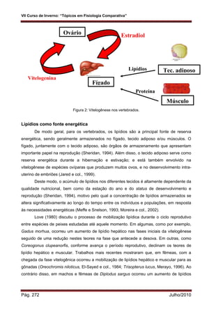 VII Curso de Inverno: “Tópicos em Fisiologia Comparativa”
Pág. 272 Julho/2010
Figura 2: Vitelogênese nos vertebrados.
Lipídios como fonte energética
De modo geral, para os vertebrados, os lipídios são a principal fonte de reserva
energética, sendo geralmente armazenados no fígado, tecido adiposo e/ou músculos. O
fígado, juntamente com o tecido adiposo, são órgãos de armazenamento que apresentam
importante papel na reprodução (Sheridan, 1994). Além disso, o tecido adiposo serve como
reserva energética durante a hibernação e estivação; e está também envolvido na
vitelogênese de espécies ovíparas que produzem muitos ovos, e no desenvolvimento intra-
uterino de embriões (Jared e col., 1999).
Deste modo, o acúmulo de lipídios nos diferentes tecidos é altamente dependente da
qualidade nutricional, bem como da estação do ano e do status de desenvolvimento e
reprodução (Sheridan, 1994), motivo pelo qual a concentração de lipídios armazenados se
altera significativamente ao longo do tempo entre os indivíduos e populações, em resposta
às necessidades energéticas (Meffe e Snelson, 1993; Moreira e col., 2002).
Love (1980) discutiu o processo de mobilização lipídica durante o ciclo reprodutivo
entre espécies de peixes estudadas até aquele momento. Em algumas, como por exemplo,
Gadus morhua, ocorreu um aumento de lipídio hepático nas fases iniciais da vitelogênese
seguido de uma redução nestes teores na fase que antecede a desova. Em outras, como
Coreogonus clupeanorfis, conforme avança o período reprodutivo, declinam os teores de
lipídio hepático e muscular. Trabalhos mais recentes mostraram que, em fêmeas, com a
chegada da fase vitelogênica ocorreu a mobilização de lipídios hepático e muscular para as
gônadas (Oreochromis niloticus, El-Sayed e col., 1984; Trisopterus lucus, Merayo, 1996). Ao
contrário disso, em machos e fêmeas de Diplodus sargus ocorreu um aumento de lipídios
Proteína
Lipídios Tec. adiposo
Músculo
Estradiol
Vitelogenina
Fígado
Ovário
 