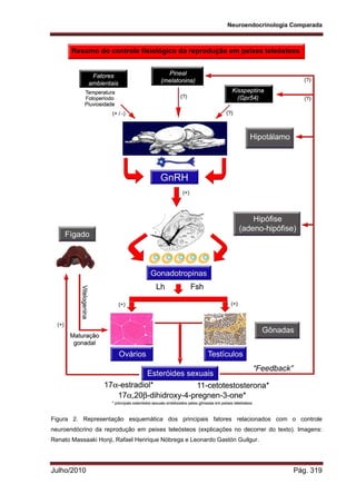 Neuroendocrinologia Comparada
Julho/2010 Pág. 319
Figura 2. Representação esquemática dos principais fatores relacionados com o controle
neuroendócrino da reprodução em peixes teleósteos (explicações no decorrer do texto). Imagens:
Renato Massaaki Honji, Rafael Henrique Nóbrega e Leonardo Gastón Guilgur.
 