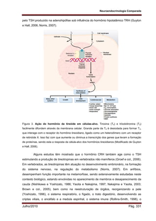 Neuroendocrinologia Comparada
Julho/2010 Pág. 331
pelo TSH produzido na adenohipófise sob influência do hormônio hipotalâmico TRH (Guyton
e Hall, 2006; Norris, 2007).
Figura 3. Ação do hormônio da tireóide em células-alvo. Tiroxina (T4) e triiodotironina (T3)
facilmente difundem através da membrana celular. Grande parte da T4 é desiodada para formar T3,
que interage com o receptor do hormônio tireoidiano, ligado como um heterodímero com um receptor
de retinóide X. Isso faz com que aumente ou diminua a transcrição dos genes que levam a formação
de proteínas, sendo esta a resposta da célula-alvo dos hormônios tireoidianos (Modificado de Guyton
e Hall, 2006).
Alguns estudos têm mostrado que o hormônio CRH também age como o TSH
estimulando a produção de tireotropinas em vertebrados não mamíferos (Groef e col., 2006).
Em vertebrados, as tireotropinas têm atuação no desenvolvimento embrionário, na formação
do sistema nervoso, na regulação do metabolismo (Norris, 2007). Em anfíbios,
desempenham função importante na metamorfose, sendo extensivamente estudadas neste
contexto biológico, estando envolvidas no aparecimento de membros e desaparecimento da
cauda (Nishikawa e Yoshizato, 1986; Yaoita e Nakajima, 1997; Nakajima e Yaoita, 2003;
Brown e col., 2005), bem como na reestruturação de órgãos, reorganizando a pele
(Yoshizato, 1996), o sistema respiratório, o fígado, o trato digestório, desenvolvendo as
criptas viliais, o encéfalo e a medula espinhal, o sistema imune (Rollins-Smith, 1998), o
 